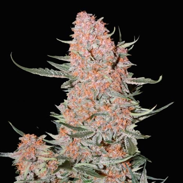 Ztrawberriez Auto de Fast Buds