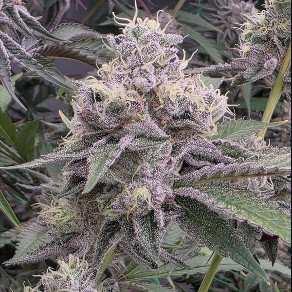 Ztrawberry Soup regular de Bask Triangle Farms