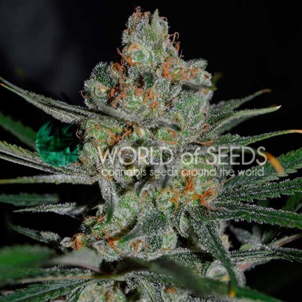 Afghan Kush Early Harvest feminizada de World of Seeds