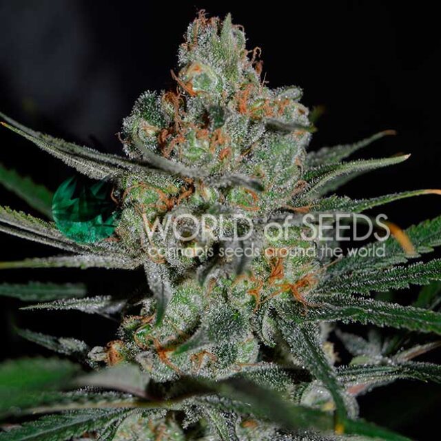 Afghan Kush Early Harvest feminizada de World of Seeds