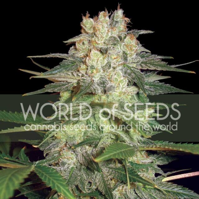 Afghan Kush Ryder de World of Seeds