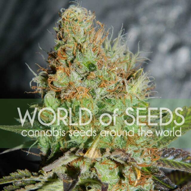 Afghan Kush Special feminizada de World of Seeds