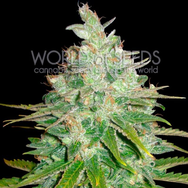 Afghan Kush x Black Domina feminizada de World of Seeds