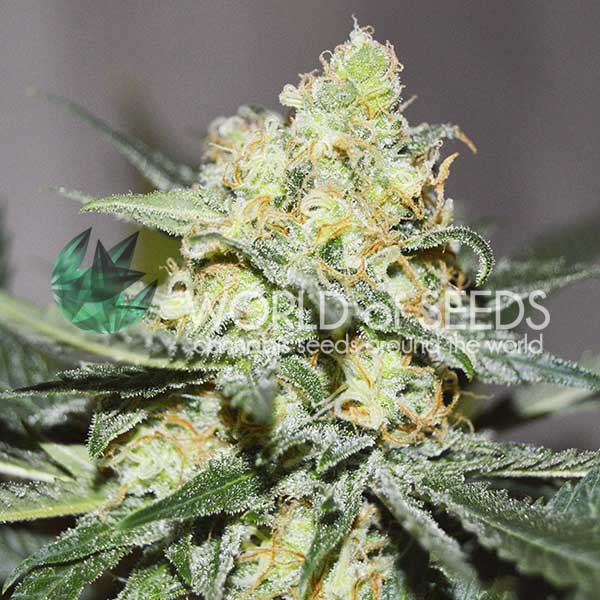 Afghan Kush x Skunk feminizada de World of Seeds