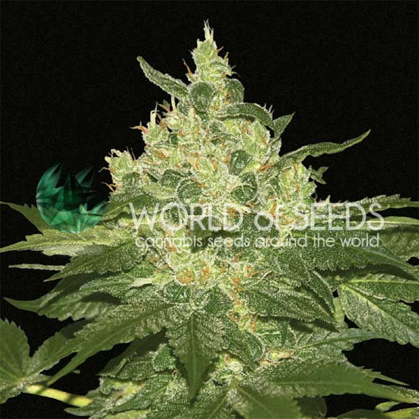 Afghan Kush feminizada de World of Seeds