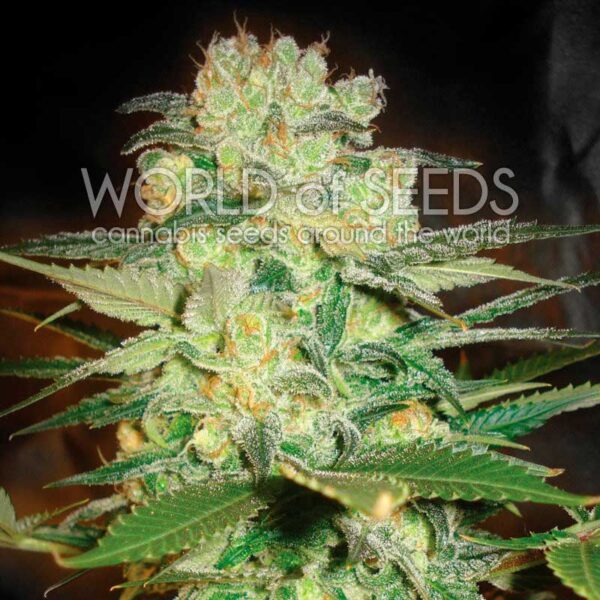 Afghan Kush x White Widow feminizada de World of Seeds