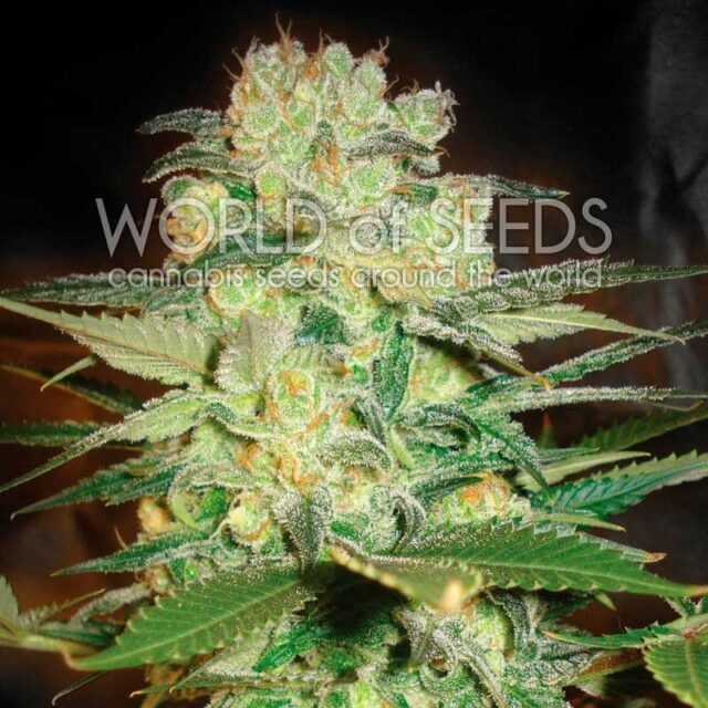 Afghan Kush x White Widow feminizada de World of Seeds