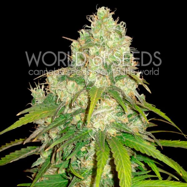 Afghan Kush x Yumbolt feminizada de World of Seeds