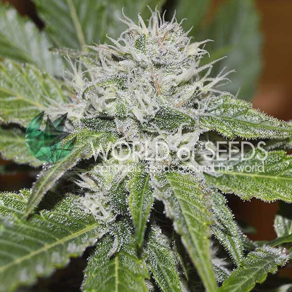 Amnesia Ryder de World of Seeds