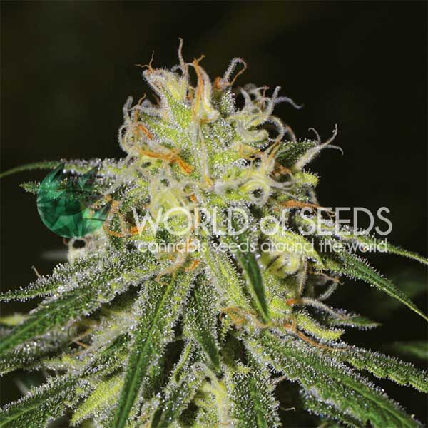 Amnesia feminizada de World of Seeds