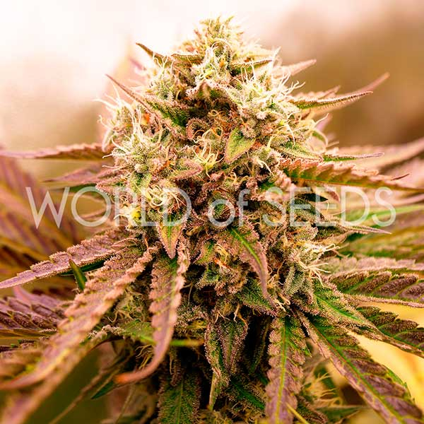 Appalachian Kush Early Version feminizada de World of Seeds