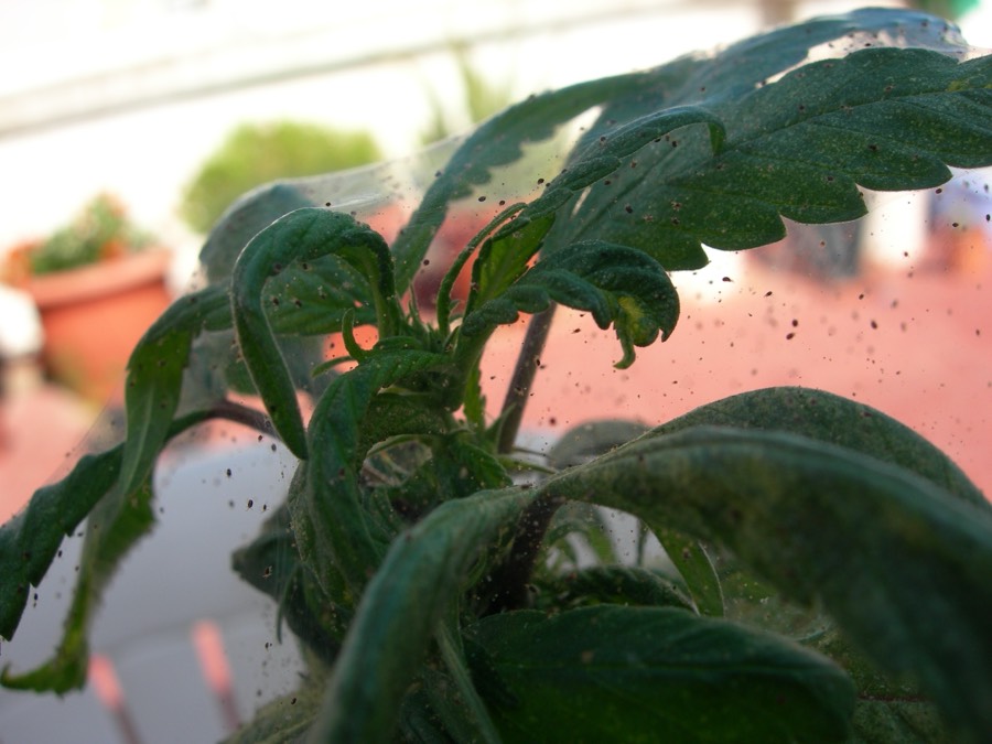 Cogollo y hojas de marihuana cubiertos de telaraña por una plaga avanzada de araña roja en una terraza