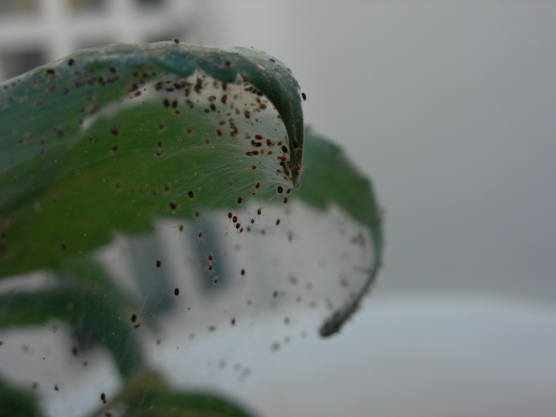Araña roja en la marihuana: cómo verla y quitarla