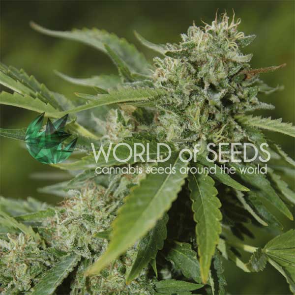 Brazil Amazonia regular de World of Seeds