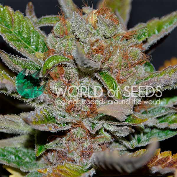 Bubba Haze regular de World of Seeds