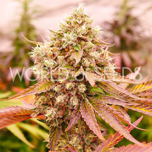 Burger Kush feminizada de World of Seeds