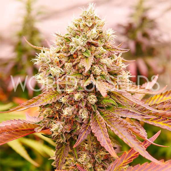 Burger Kush feminizada de World of Seeds