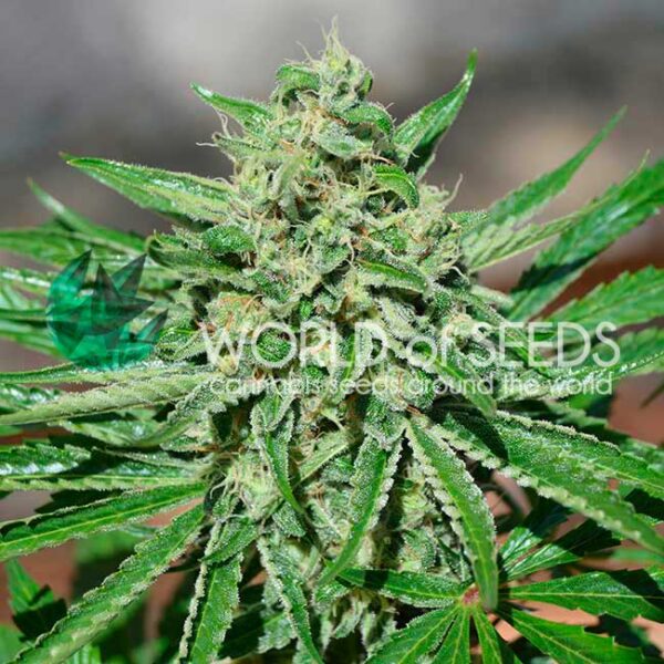 CBD Tonic feminizada de World of Seeds