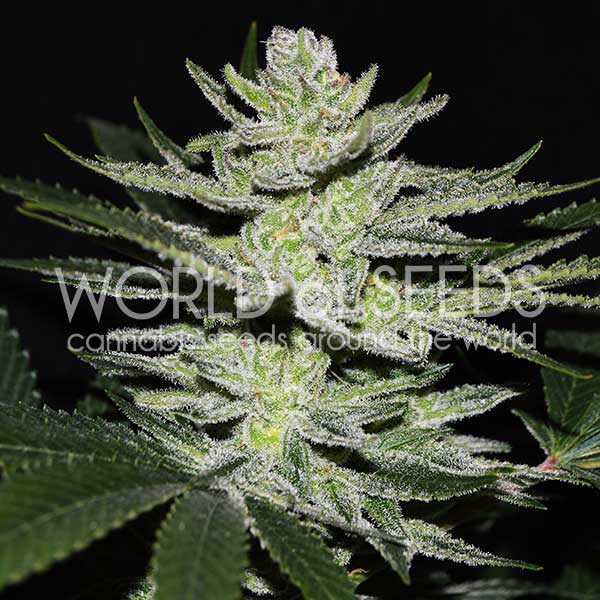 Chocolate Thai OG feminizada de World of Seeds
