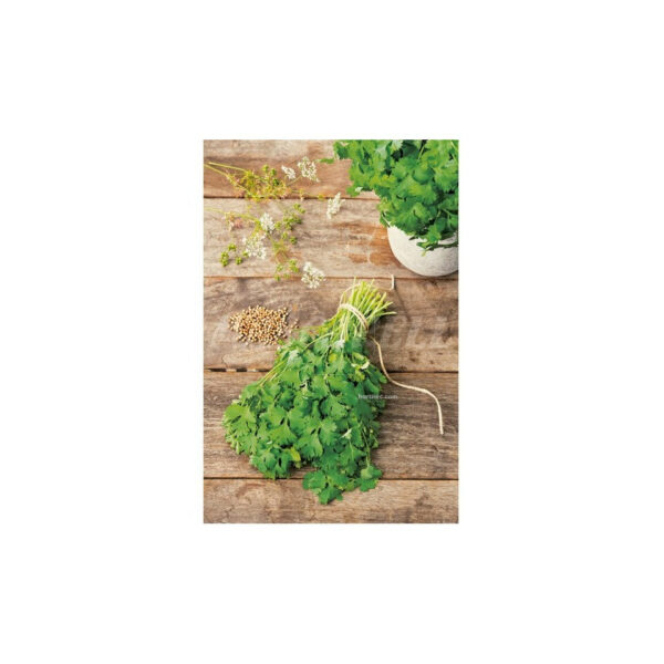 Cilantro de Flower