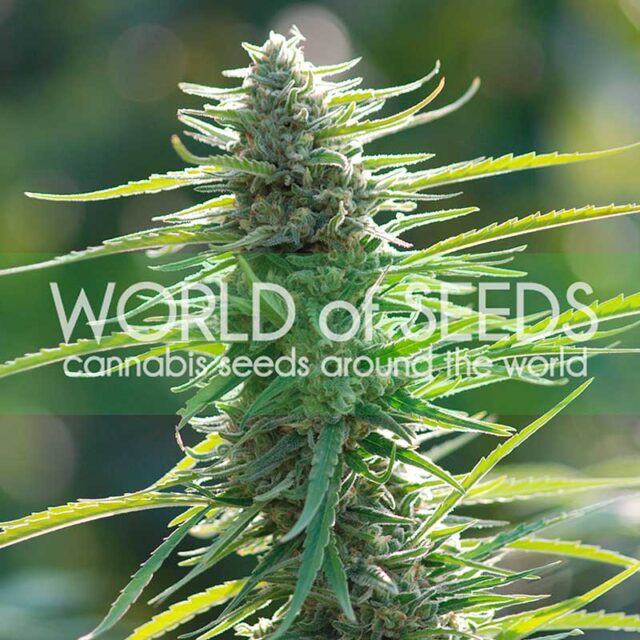 Colombian Gold feminizada de World of Seeds