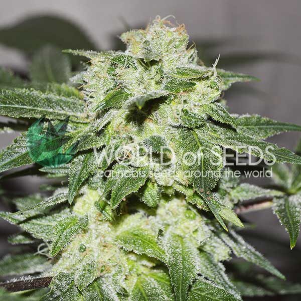 Chronic Haze feminizada de World of Seeds