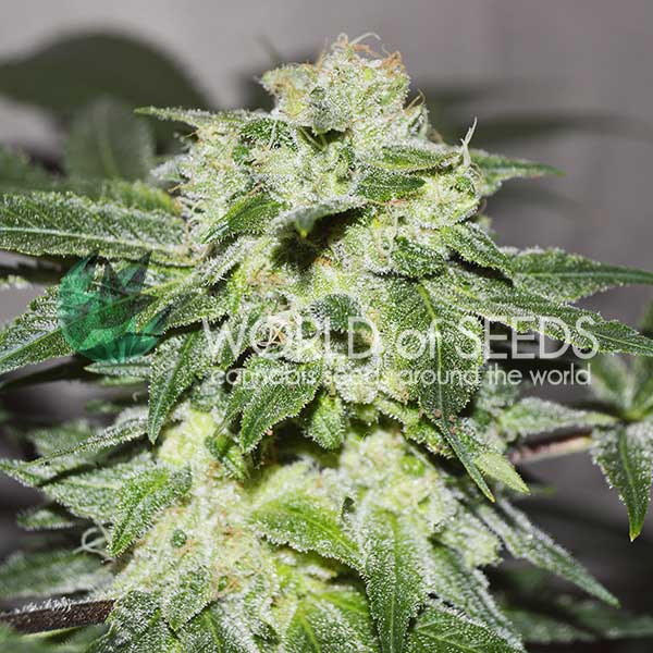 Chronic Haze feminizada de World of Seeds