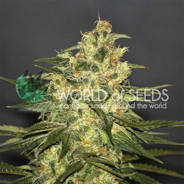 Ketama feminizada de World of Seeds