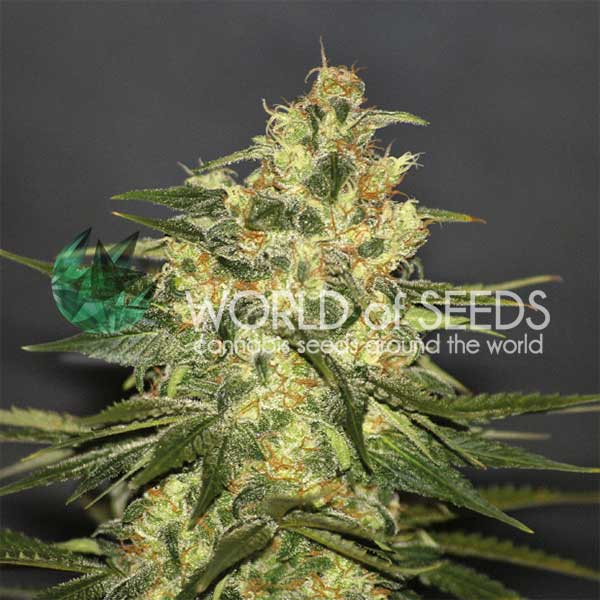 Ketama feminizada de World of Seeds