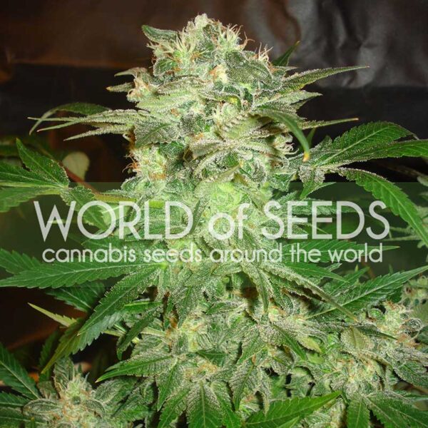 Mazar Kush feminizada de World of Seeds