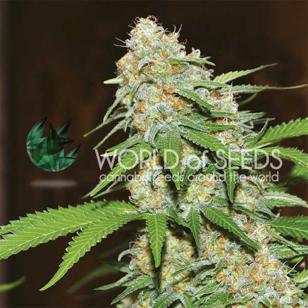 Mazar x White Rhino feminizada de World of Seeds