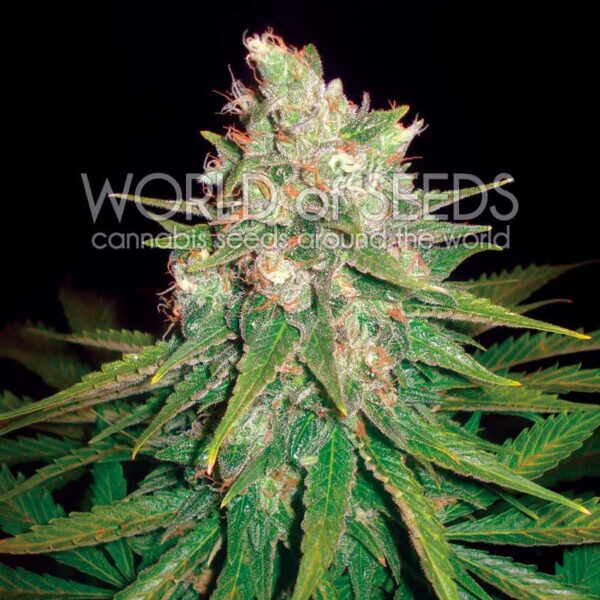 Mazar x Great White Shark feminizada de World of Seeds
