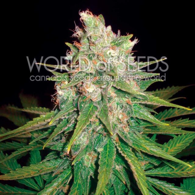 Mazar x Great White Shark feminizada de World of Seeds