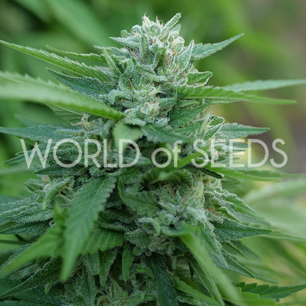 Mongolian THC Free CBD feminizada de World of Seeds