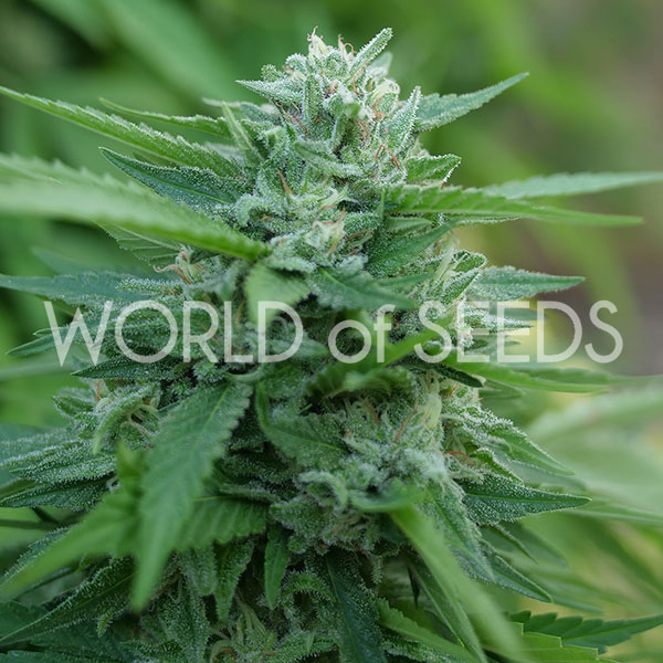 Mongolian THC Free CBD feminizada de World of Seeds