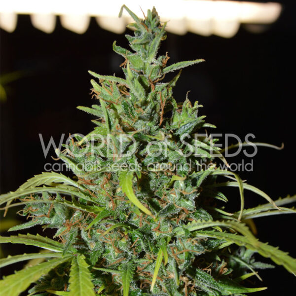 Neville Haze Auto de World of Seeds