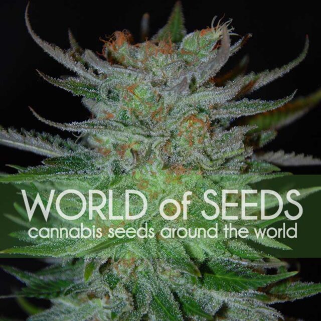New York 47 feminizada de World of Seeds