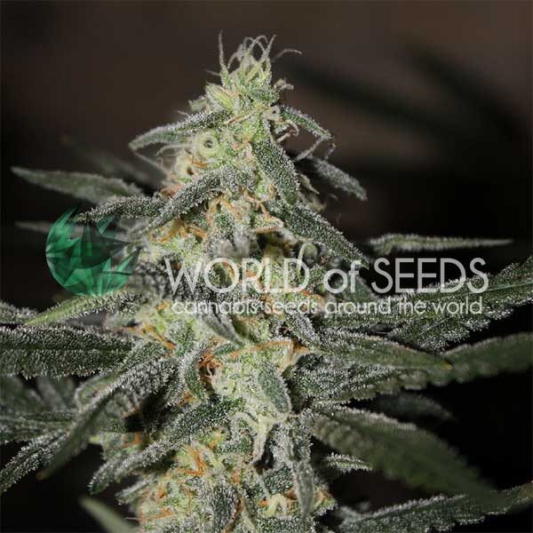 Northern Light x Big Bud Early Harvest feminizada de World of Seeds