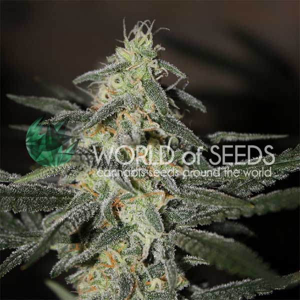 Northern Light x Big Bud Early Harvest feminizada de World of Seeds