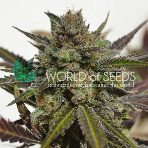 Northern Light x Skunk feminizada de World of Seeds