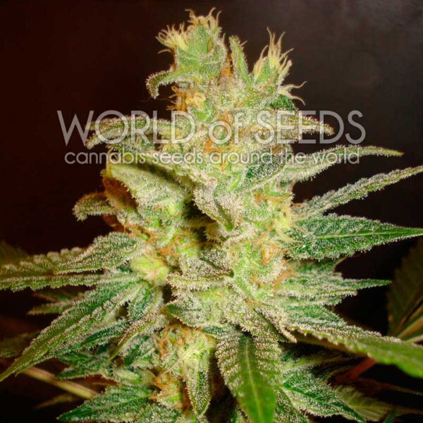 Northern Light x Big Bud feminizada de World of Seeds