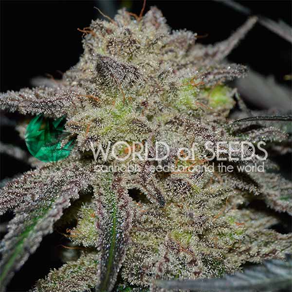 Tonic Ryder de World of Seeds