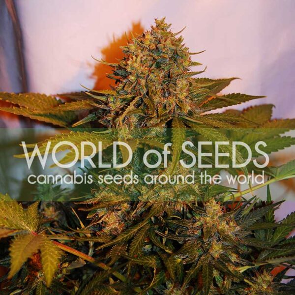 Northern Light x Big Bud Ryder de World of Seeds