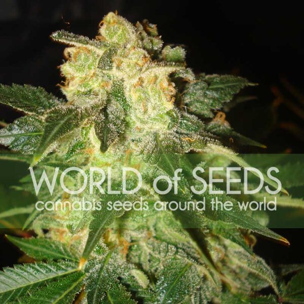 Pakistan Ryder de World of Seeds