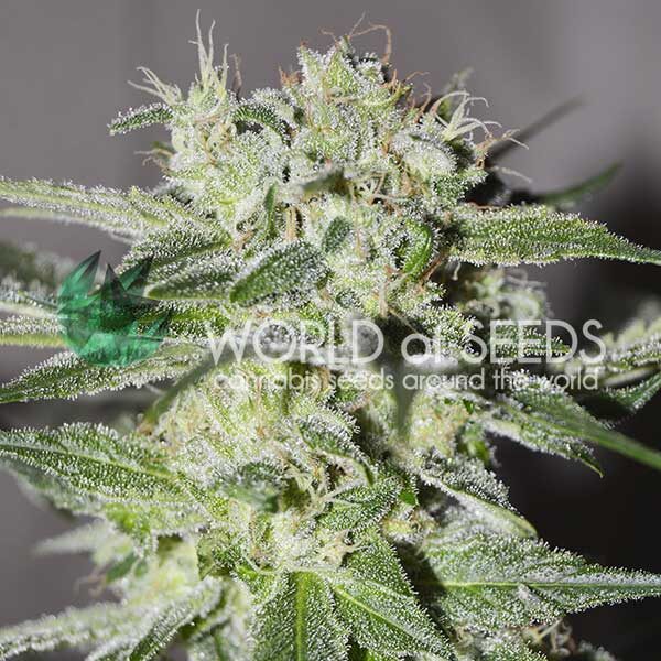 Pakistan Valley feminizada de World of Seeds