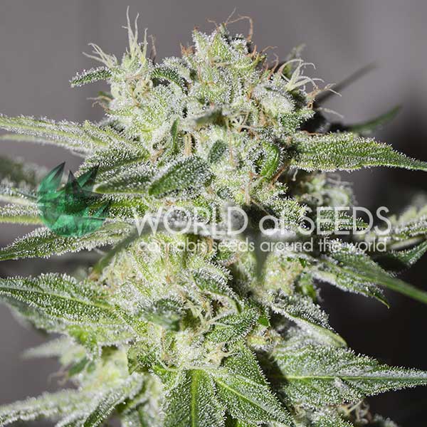 Pakistan Valley feminizada de World of Seeds