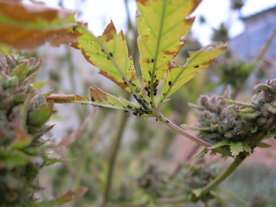 Pulgón en la marihuana: reconocerlo y quitarlo
