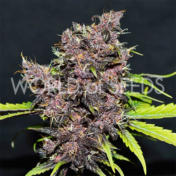 Purple Afghan Kush Ryder de World of Seeds
