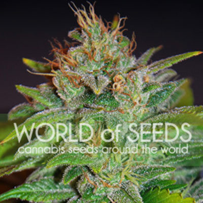 Skunk 47 feminizada de World of Seeds