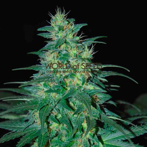 South African Kwazulu regular de World of Seeds
